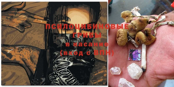 ешки Аркадак